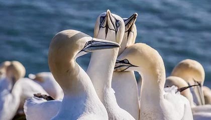 世界杯下注入口-【亚冠】尹比加兰2球金基熙弑旧主 蔚山3比1申花