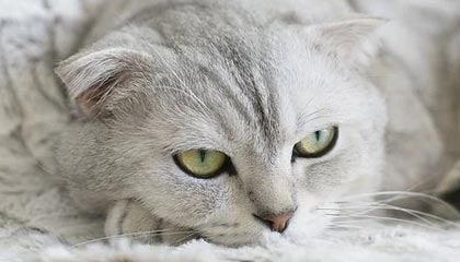 世界杯投注-女篮世界杯“抢票战”在即 中国女篮期待展现新面貌